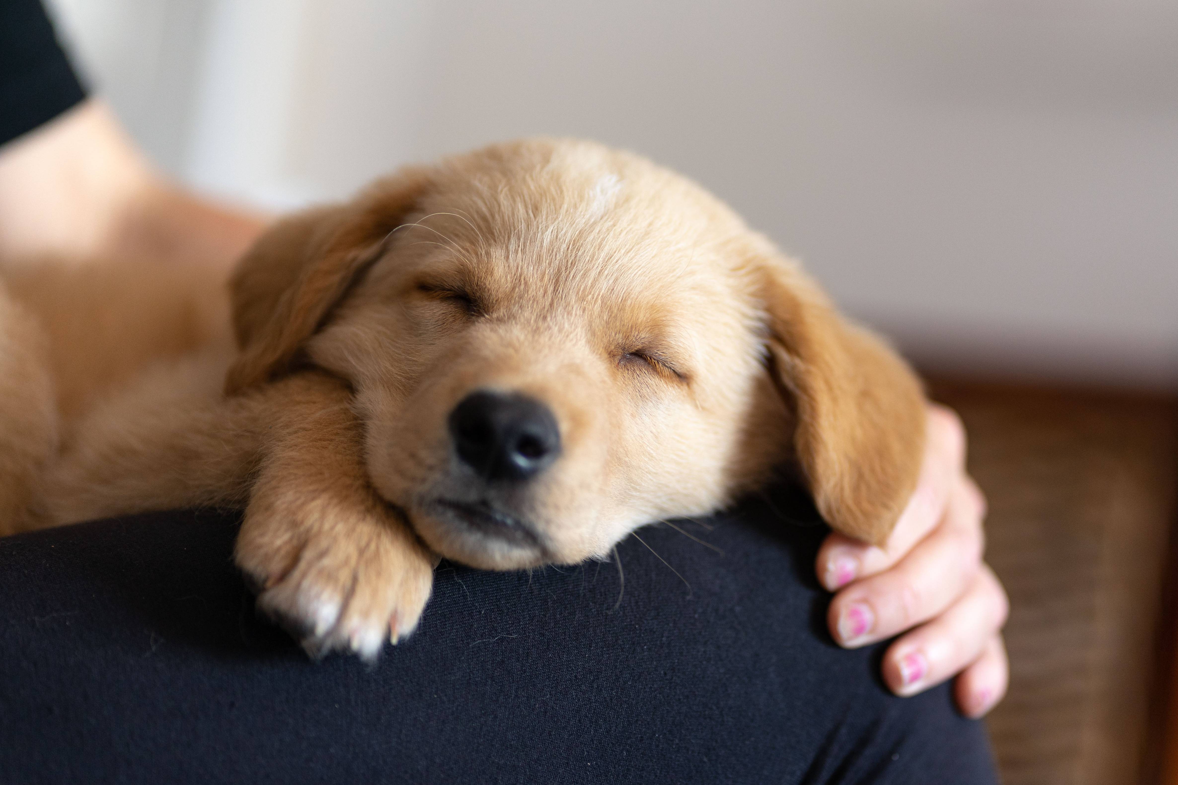 A fluffy golden retriever puppy peacefully sleeping on someone's lap, with a gentle hand resting nearby.