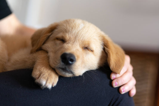 A fluffy golden retriever puppy peacefully sleeping on someone's lap, with a gentle hand resting nearby.