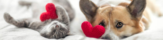 10 Paw-Some Gift Ideas for National Pet Day