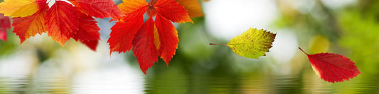 The Ultimate Guide to Fall Foliage: Best Places and Times to See the Leaves Change