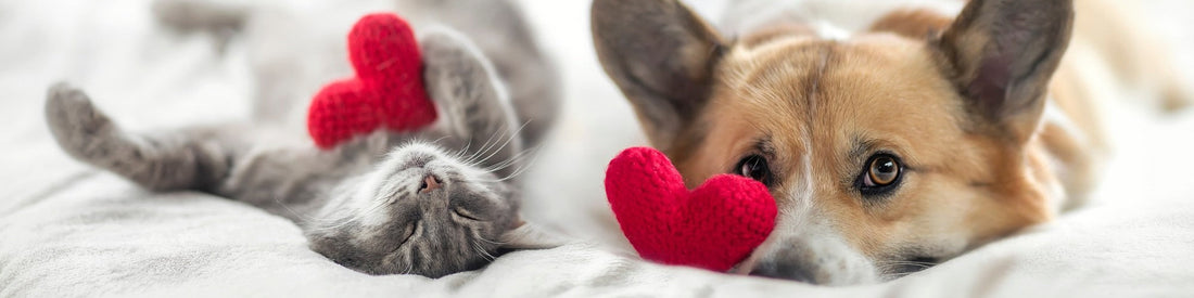 Pet Product Trends: The Latest Must-Have Items for Your Furry Friends