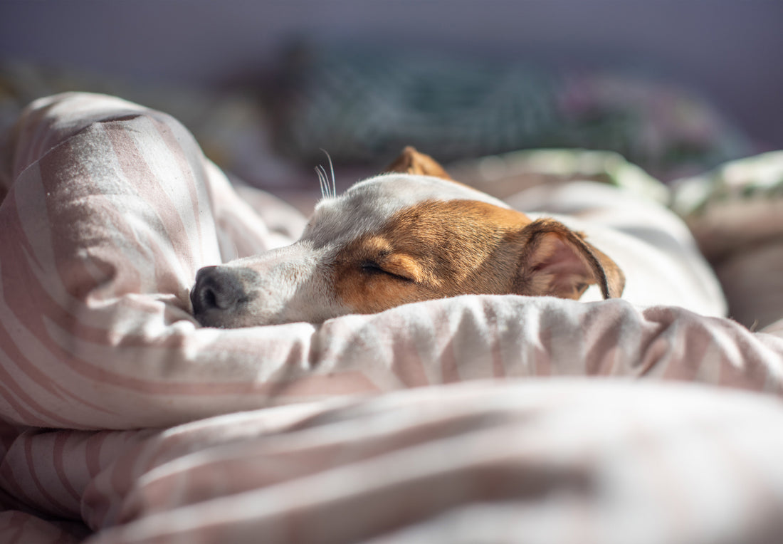 A Pet Memorial That Lasts: 3D Crystal Shrine