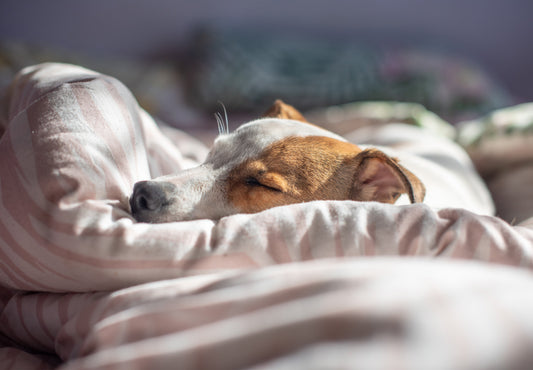 A Pet Memorial That Lasts: 3D Crystal Shrine
