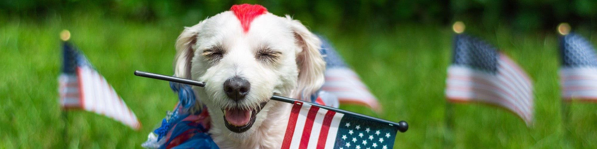 Pet Safety on the 4th of July: 10 Tips to Keep Your Furry Friends Calm and Safe