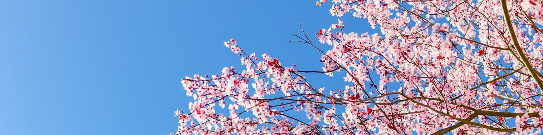 Refresh Your Home: Spring Interior Design Trends for 2024